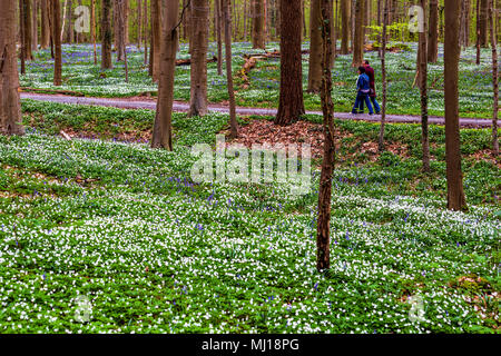 Ein paar wenige inmitten der bluebells Hyazinthen Blumen im Hallerbos, einem Buchenwald in Belgien? Stockfoto