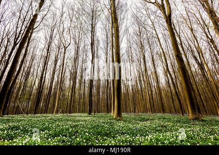 Weiße Buschwindröschen Blumen im Wald Hallerbos, Belgien Stockfoto