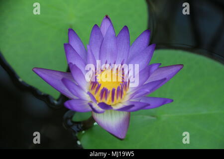 Close up Lotusblume - Nymphaea - König des Blues Stockfoto
