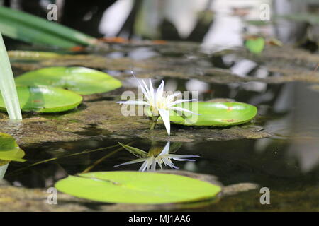 Close up Lotusblume - Nymphaea - König des Blues Stockfoto