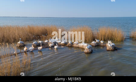 dalmatinische Pelikane (Pelecanus Crispus) im Donaudelta Rumäniens. Luftbild mit Drohne. Stockfoto
