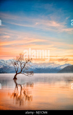 Winter am Lake Wanaka, Südinsel, Neuseeland, mit Vögel Nester in den einzelnen Baum und Nebel steigt aus dem Wasser. Stockfoto