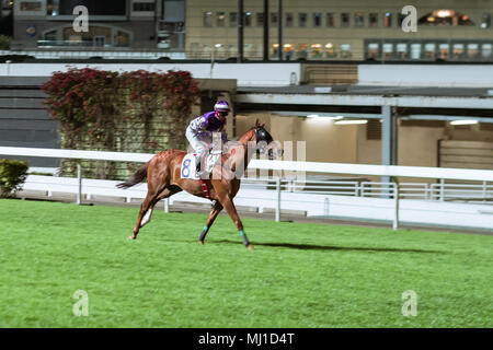 Ein reinrassiges Pferd geritten von Jockey. Nacht Pferderennen in Happy Valley Race Course. China, Hongkong. Verschwommene Bewegung. Stockfoto