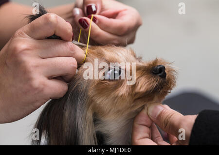 Pet-Kosmetikerin zu hundefriseur Stockfoto