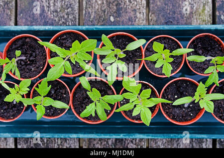 Mit Blick auf das Fach der jungen Tomaten Keimlinge in kleinen braunen Kunststoff Töpfe auf Holztisch, Frühling wachsende, England Großbritannien Stockfoto