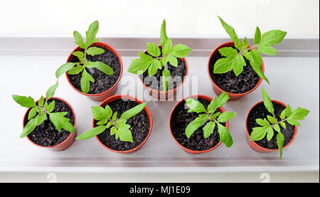 Mit Blick auf junge Tomaten Keimlinge in kleinen braunen Kunststoff Töpfe auf weißem Tray, Frühling wachsende, England Großbritannien Stockfoto