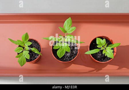 Ansicht von oben von drei jungen Tomaten Keimlinge in Sonnenschein in kleinen braunen Kunststoff Töpfe auf braun Fach, Frühling wachsende, England UK. Stockfoto