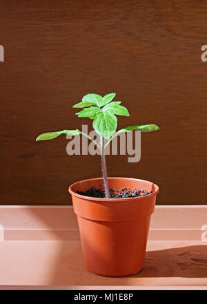 Close-up single Tomate Sämlinge wachsen in kleinen braunen Plastikbecher, April, England Großbritannien Stockfoto