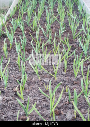 Junge grüne Knoblauch Sprossen wachsen im Garten. Im Garten arbeiten. Stockfoto