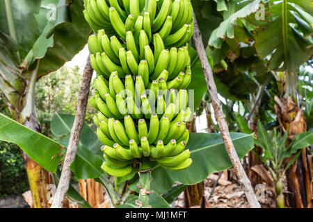 La Palma - Bananenstaude in San Andres Stockfoto