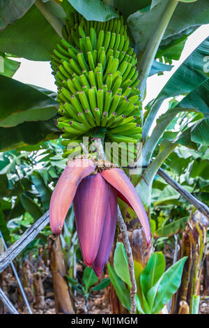 La Palma - hochkant Nahaufnahme der Blüte einer Bananenstaude in San Andres Stockfoto