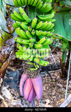 La Palma - hochkant Nahaufnahme der Blüte einer Bananenstaude in San Andres Stockfoto