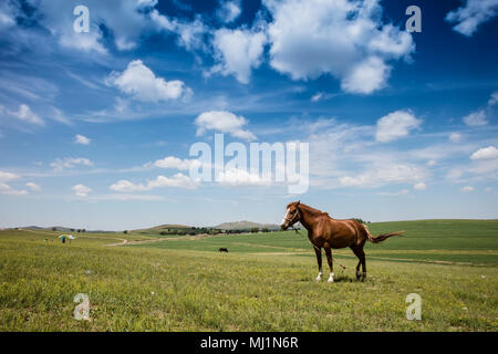 Provinz Hebei Quelle Grünland verkaufen Landschaft Stockfoto