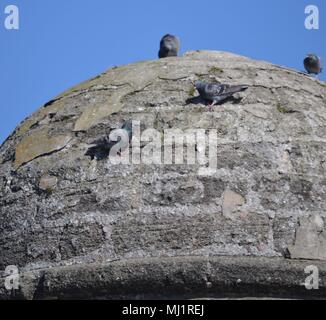 Castillo de San Marcos-Birds auf dem Wachturm Stockfoto