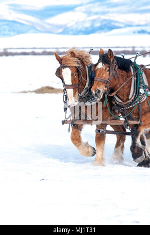 Mannschaft der Arbeitspferde im Schnee Stockfoto
