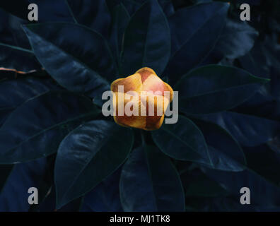Abstrakte gelbe Knospe von tropischen Blumen gegen den Hintergrund der große grüne Blätter, minimalen Begriff Stockfoto