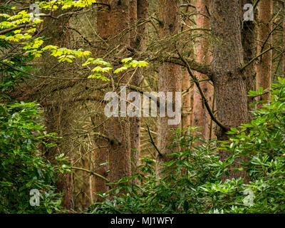 Dunkler Kiefernwald, Pinus sylvestris. In dichtem Wald, Tyninghame Estate, East Lothian, Schottland, UK Stockfoto