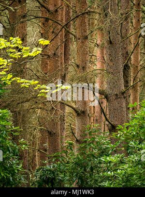 Dunkler Kiefernwald, Pinus sylvestris. In dichtem Wald, Tyninghame Estate, East Lothian, Schottland, UK Stockfoto