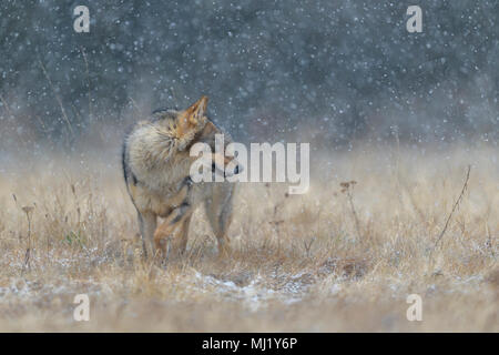 Grauer Wolf (Canis lupus), auf einer Wiese in starker Schneefall, Nationalpark Kleine Fatra, Slowakei Stockfoto