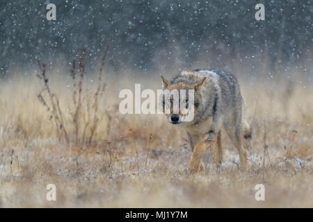 Grauer Wolf (Canis lupus), läuft über eine Wiese in starker Schneefall, Nationalpark Kleine Fatra, Slowakei Stockfoto