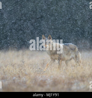 Grauer Wolf (Canis lupus), läuft über eine Wiese in starker Schneefall, Nationalpark Kleine Fatra, Slowakei Stockfoto