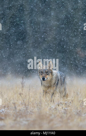 Grauer Wolf (Canis lupus), läuft über eine Wiese in starker Schneefall, Nationalpark Kleine Fatra, Slowakei Stockfoto