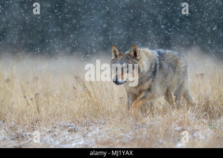 Grauer Wolf (Canis lupus), läuft über eine Wiese in starker Schneefall, Nationalpark Kleine Fatra, Slowakei Stockfoto