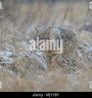 Grauer Wolf (Canis lupus), läuft in einer Wiese in Schneefall, Nationalpark Kleine Fatra, Slowakei Stockfoto