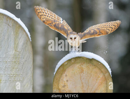 Gemeinsame Schleiereule (Tyto alba), Fliegen über schneebedeckte Grabsteine auf einem Friedhof, Mähren, Tschechien Stockfoto