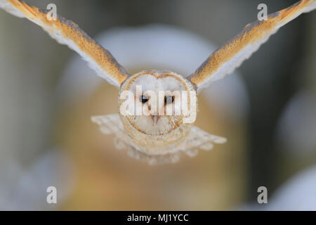 Gemeinsame Schleiereule (Tyto alba), im Flug, Winter, Mähren, Tschechien