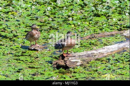 Gerne wilde Enten sitzen auf einem Baumstumpf unter den Seerosen Stockfoto
