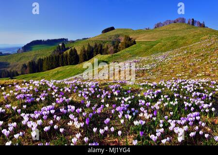 Wiese mit blühenden Krokusse (Crocus) auf den Rämisgummen im Emmental, Kanton Bern, Schweiz Stockfoto