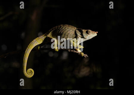 Blue-legged Chameleon (Calumma crypticum) auf Zweig, männlich, Mandraka Park, Madagaskar Stockfoto