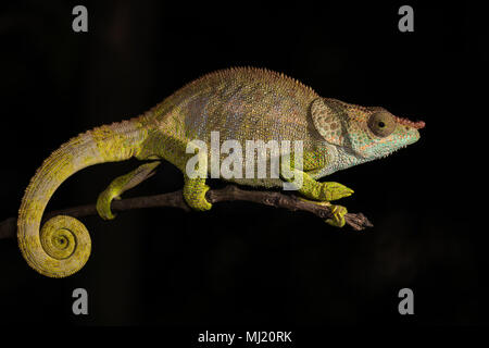 Blue-legged Chameleon (Calumma crypticum) auf Zweig, männlich, Mandraka Park, Madagaskar Stockfoto