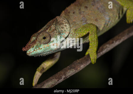 Blue-legged Chameleon (Calumma crypticum), männlich, Wandern auf Zweig, Mandraka Park, Madagaskar Stockfoto