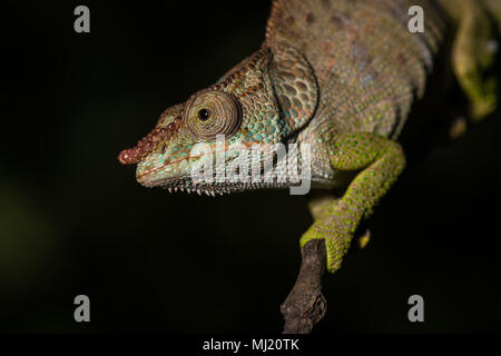 Blue-legged Chameleon (Calumma crypticum), männlich, Tier Portrait, Mandraka Park, Madagaskar Stockfoto