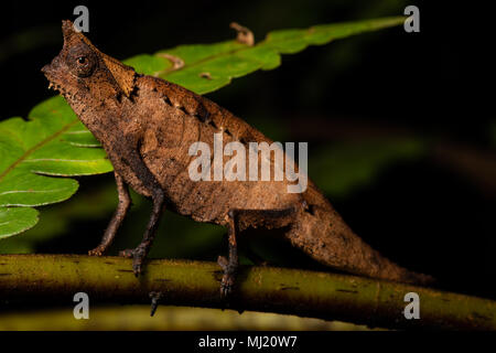 Erde Chameleon (Brookesia superciliaris), male auf einem Zweig, Analamazoatra, Andasibe Nationalpark, Madagaskar Stockfoto