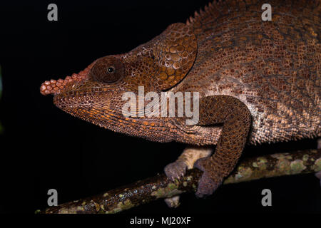 Kurze-horned Chameleon (Calumma brevicorne), männlich, Tier Portrait, Analamazoatra, Andasibe Nationalpark, Madagaskar Stockfoto