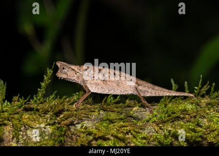 Erde Chameleon (Brookesia superciliaris), männlich auf bemoosten Baumstamm, Regenwald, Analamazoatra, Andasibe Nationalpark Stockfoto