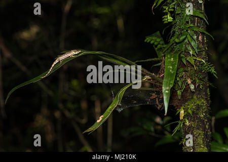 Fallax kurz Horn Chameleon (calumma Fallax), männlich auf Blatt, Regenwald, Analamazoatra, Andasibe Nationalpark, Madagaskar Stockfoto