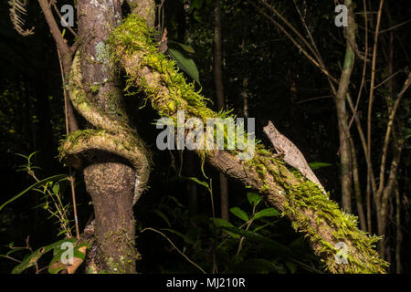 Erde Chameleon (Brookesia superciliaris), männlich auf bemoosten Baumstamm, Regenwald, Analamazoatra, Andasibe Nationalpark Stockfoto