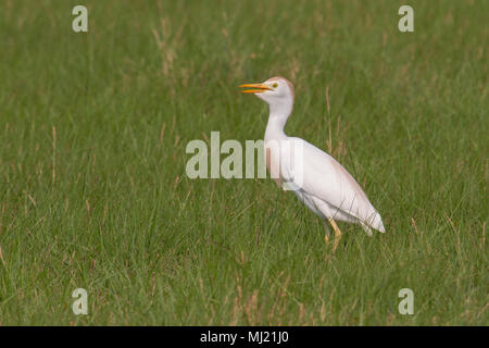 Ein männlicher Kuhreiher in der Zucht Gefieder und die Nahrungssuche auf einer Weide. Stockfoto