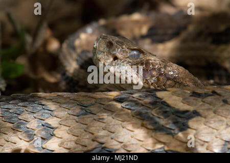 Eine Nahaufnahme eines canebrake Klapperschlange kurz vor der Mauser. Stockfoto