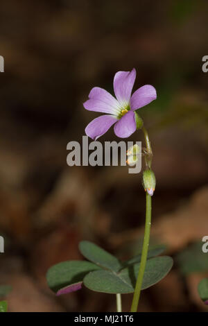 Violett Holz - sauerampfer blühen. Stockfoto