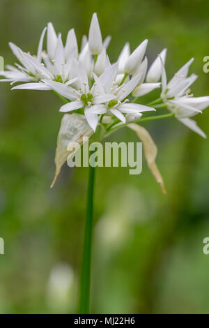 Einzelnen Stamm von Wilden Knoblauch gegen eine Unscharf woodland Hintergrund bei Marbury Park am 03. Mai 2018 Stockfoto