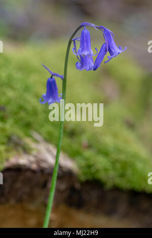 Einzelnen Stamm eines englischen Bluebell gegen eine Unscharf woodland Hintergrund bei Marbury Park am 03. Mai 2018 Stockfoto