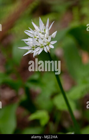 Einzelnen Stamm von Wilden Knoblauch gegen eine Unscharf woodland Hintergrund bei Marbury Park am 03. Mai 2018 Stockfoto