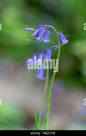 Einzelnen Stamm eines englischen Bluebell gegen eine Unscharf woodland Hintergrund bei Marbury Park am 03. Mai 2018 Stockfoto