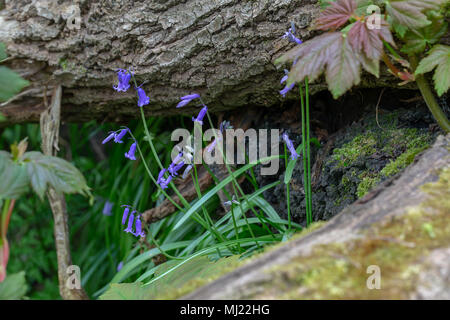 Bündel von Glockenblumen wächst unter den Stamm und Zweige eines gefallenen Baum im Wald von Marbury Park am 03. Mai 2018 Stockfoto