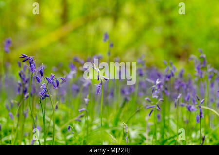 Bluebells an Marbury Park im Frühjahr 2018 blühende am 03. Mai Stockfoto